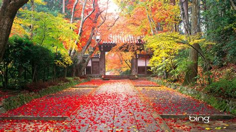 autumn  japan wallpapers hd wallpapers id