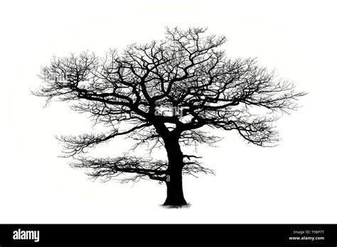Oak Tree Silhouette Hi Res Stock Photography And Images Alamy