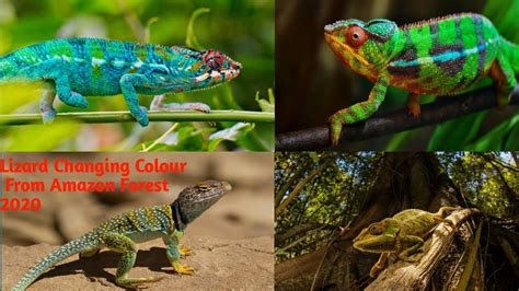 Chameleon Changing Colour Lizard Changing Colour On Amazon Forest