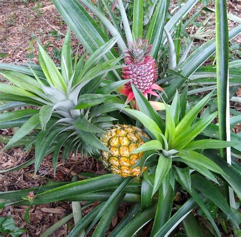 How To Grow Pineapple In Florida A Guide For Tropical Fruit