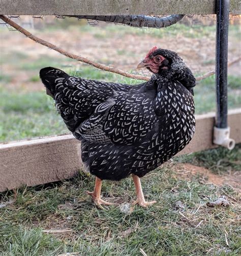 Heritage Breed Chickens And Why We Love Them