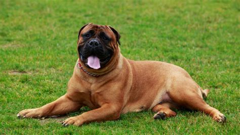 Bullmastiff Colors A Handy Guide To Bullmastiff Coat Colors