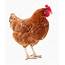 Brown Hen Isolated — Stock Photo © Olhastock 161275854