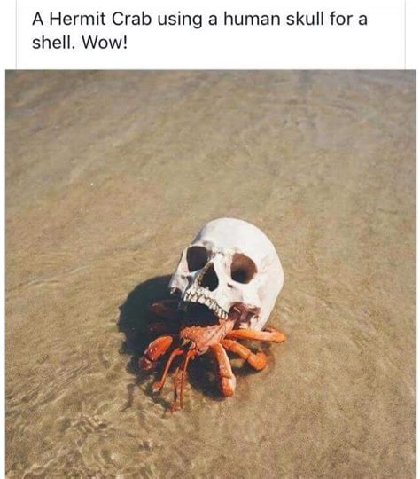The Best Skull Memes Memedroid