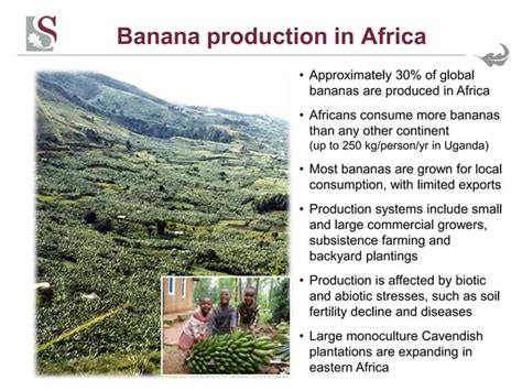 The History And Current Status Of Banana Fusarium Wilt From Bananarama