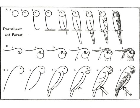 Learn To Draw Parrots The Graphics Fairy
