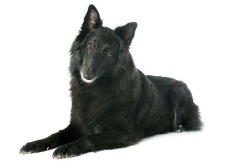 Belgian Sheepdog Breed Information And Pictures Petguide Petguide