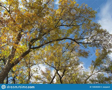 Autumn Trees Against A Partly Cloudy Sky Stock Image Image Of Fall
