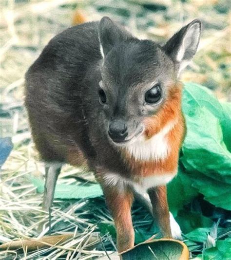Baby Water Deer Are Dripping With Cute Baby Animal Zoo