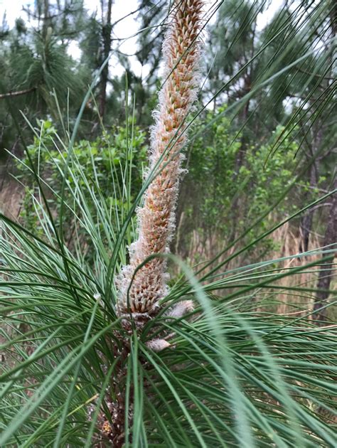 The Longleaf Pine Grows In 5 Stages Chasingtrees