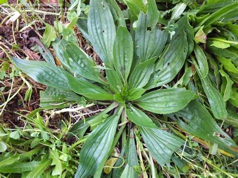 Plant Identification Broad Leaf Weed Id 1 By Rosinabloom