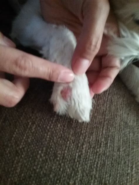 My Dog Has A Red Bump On Top Of His Paw Near The Top Of The Webbing It