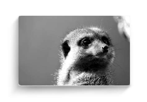 A Portrait Of A Black And White Meerkat Printed To Order Of Etsy