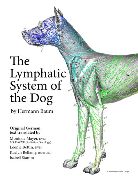 Mediastinal Lymph Nodes In Dogs