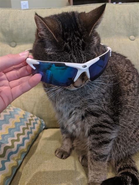 A Picture Of My Cat Wearing Sunglasses For Those Sorting By New R