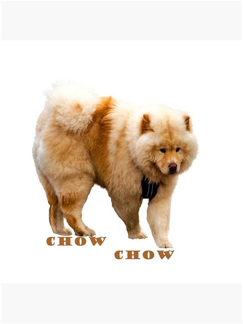Chow Chow In Action Colour Logo Poster By Aliusimago Redbubble