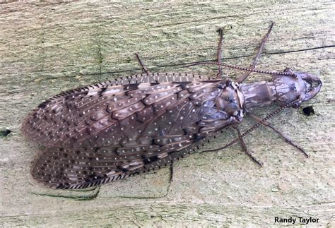 What Is That Strange Big Insect Dobsonflies