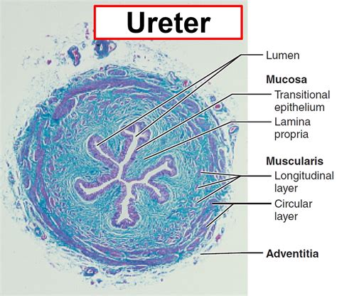 Ureter Anatomy And Function Ectopic Ureter Ureter Pain And Ureter Cancer