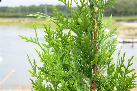 Buy Leyland Cypress For Sale Buy Privacy Trees Online Perfect Plants