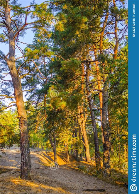 Early Morning In The Autumn Pine Forest Stock Image Image Of