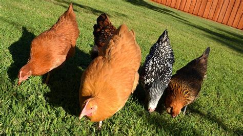 Standard (also known as large breed) and. Pastured Free-Range Backyard Chickens: Letting them out ...