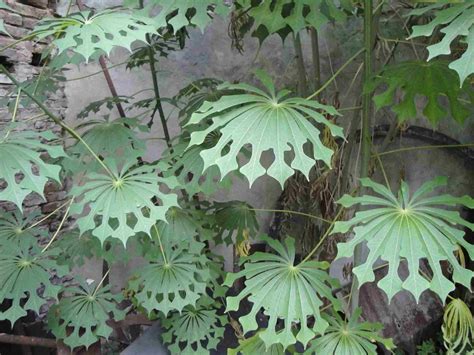 Manihot Grahamii Hardy Tapioca Grahams Cassava A Native Of