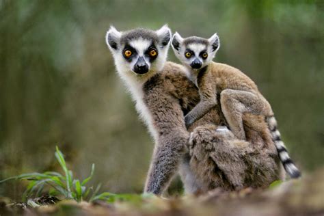 10 Of The Best Things To Do In Madagascar