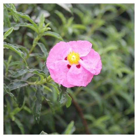 Purple Rock Rose