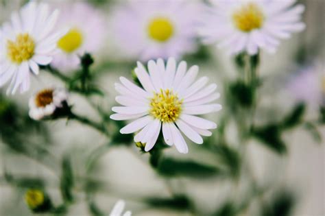 Close Up Of White Flowers · Free Stock Photo