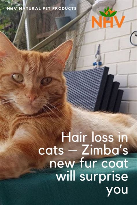 Cat Losing Hair On Back Legs And Losing Weight Cat Meme Stock