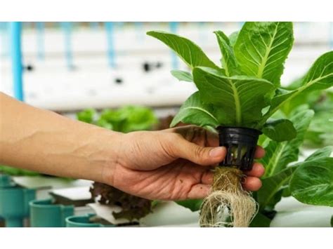 10 Hydroponics Pictures And Photos 🍁 Green Gardens