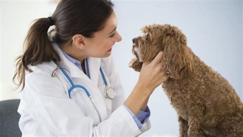 Mouth Cancer In Dogs Symptoms Causes And Treatments