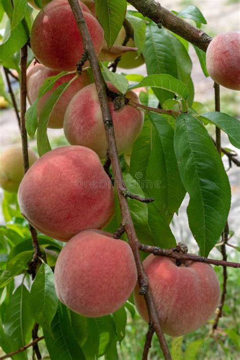 Ripe Sweet Peach Fruits Growing On A Tree Branch Stock Photo Image Of