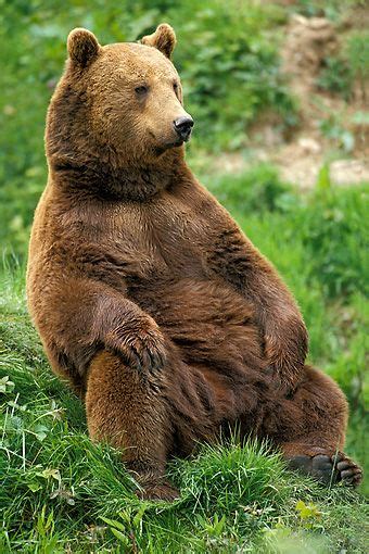 A Large Brown Bear Sitting On Top Of A Lush Green Field