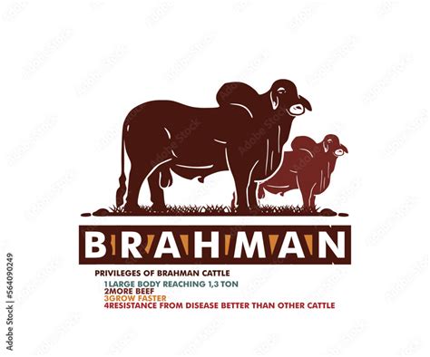 Brahman Cattle Logo Silhouette Of Big Bull Standing Vector