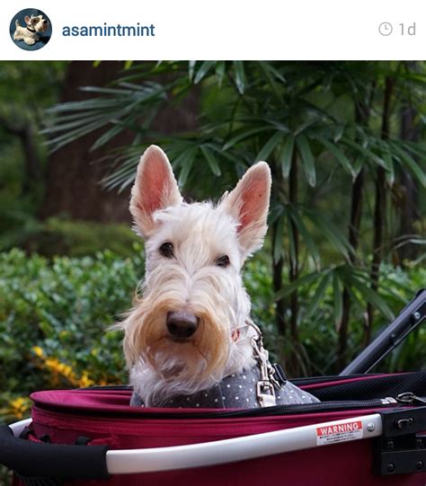 Scottie Mom Scottish Terriers Of Instagram
