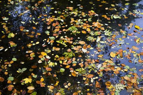 Autumn Leaves In Water Water Reflection And Colorful Leaf Stock Image