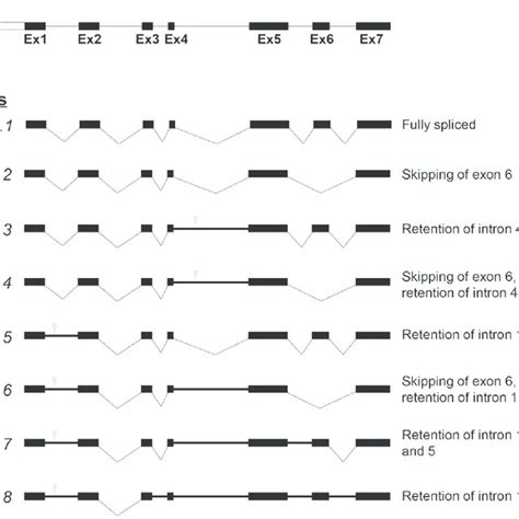 schematic diagram illustrating the alternative splicing events of download scientific diagram