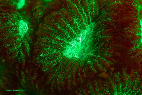 Microworlds Fluorescent Colors Of The Reef Why Corals