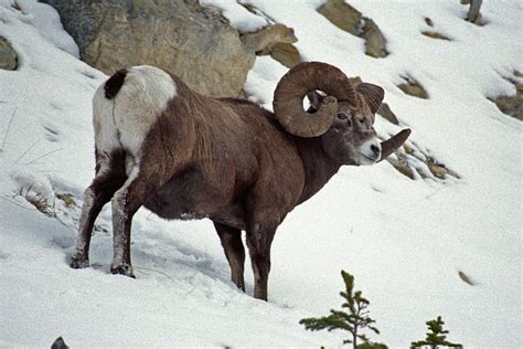 The Azure Gate December 2011 Canadian Animals Big Horn Sheep