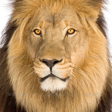 Close Up On A Lions Head 8 Years Panthera Leo Stock Photo By