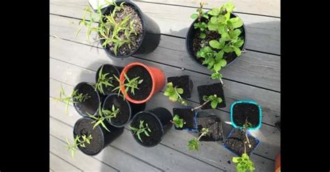 Potting Up Cuttings And Peach Trees