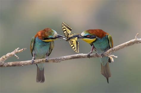 Two Birds Eating Butterfly Wallpaper Beautiful Bird Wallpaper Most
