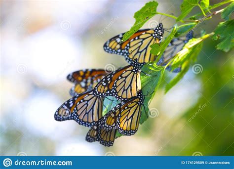 A Cluster Of Monarch Butterflies On A Branch Stock Image Image Of