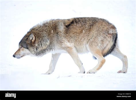 Mackenzie Wolf Canadian Wolf Canis Lupus Occidentalis In The Snow