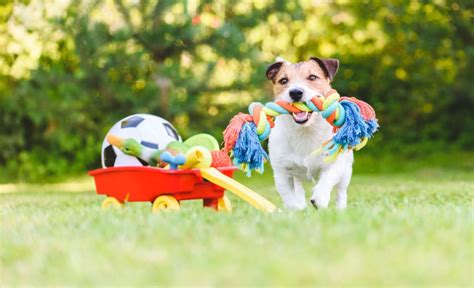 7 Juegos Para Entretener A Tus Perros En Casa Durante La Cuarentena