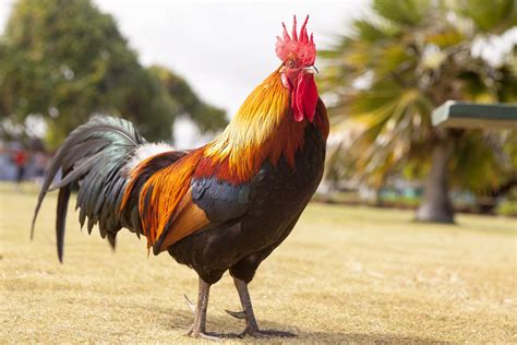 What Are The Types Of Roosters