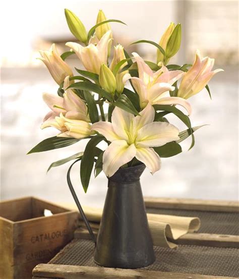 We did not find results for: Lily Jug | Summer Flowers | Rays Florist Aldershot 01252 ...
