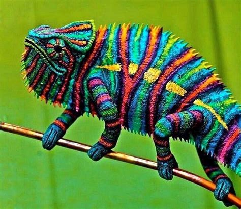 Multi Colored Chameleon Colorful Animals Animals Wild Exotic Pets