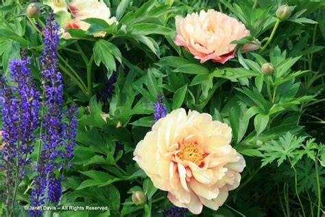 17 Paeonia Itoh Hybrid ‘kopper Kettle With Salvia ‘mainacht ‘may
